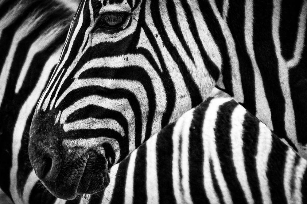 ilustrasi zebra (pexels.com/@pixabay)