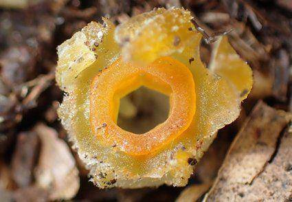 Tumbuhan lentera peri (twitter.com/Phytotaxa)