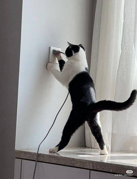 potret lucu kucing teknisi (twitter.com/CatWorkers)