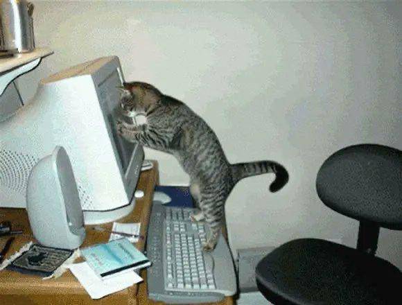 potret lucu kucing teknisi (twitter.com/CatWorkers)