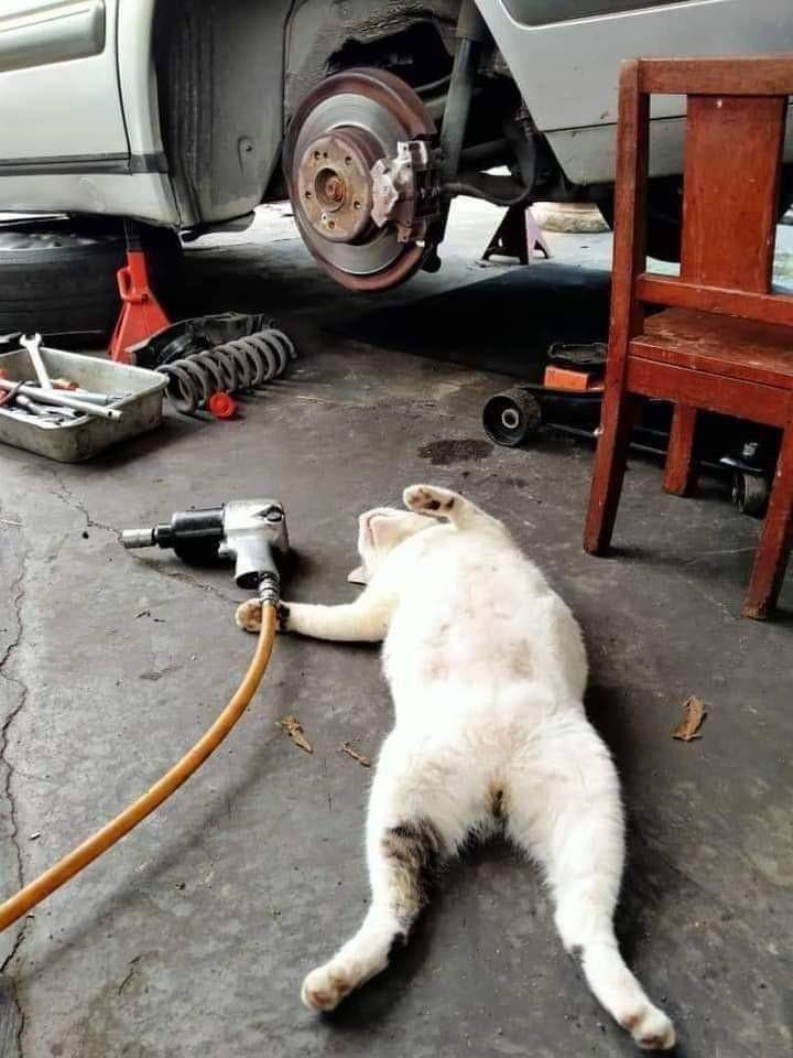 potret lucu kucing teknisi (twitter.com/CatWorkers)