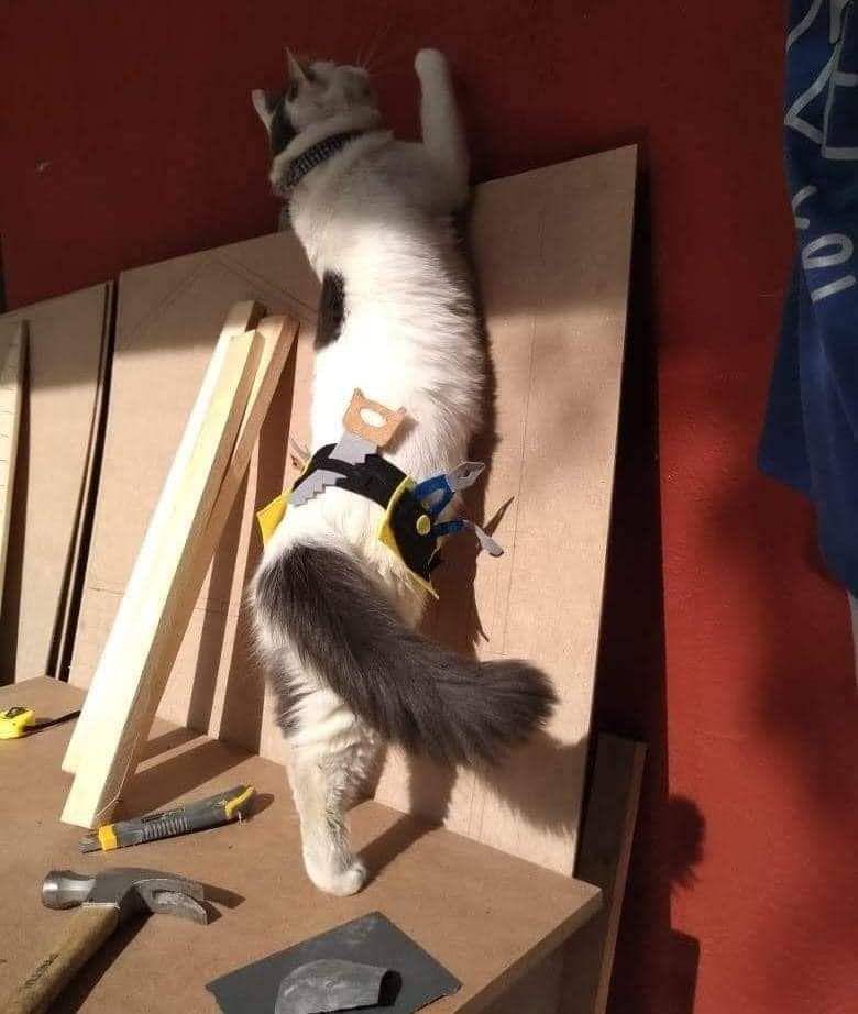 potret lucu kucing teknisi (twitter.com/CatWorkers)