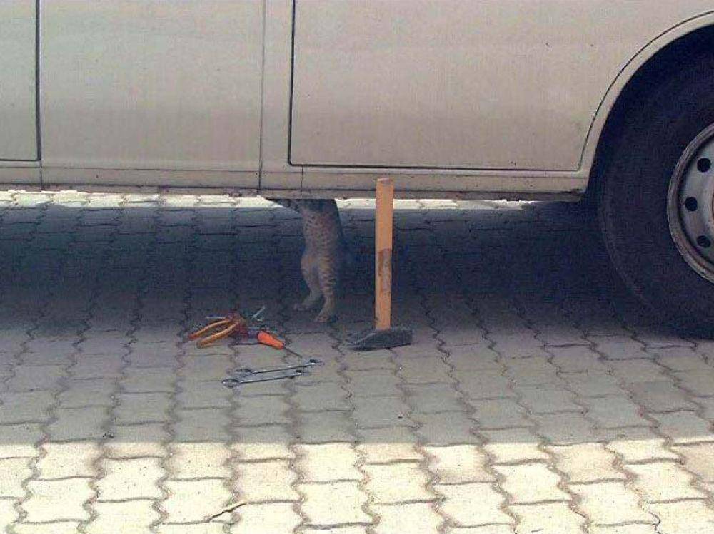 potret lucu kucing teknisi (twitter.com/CatWorkers)