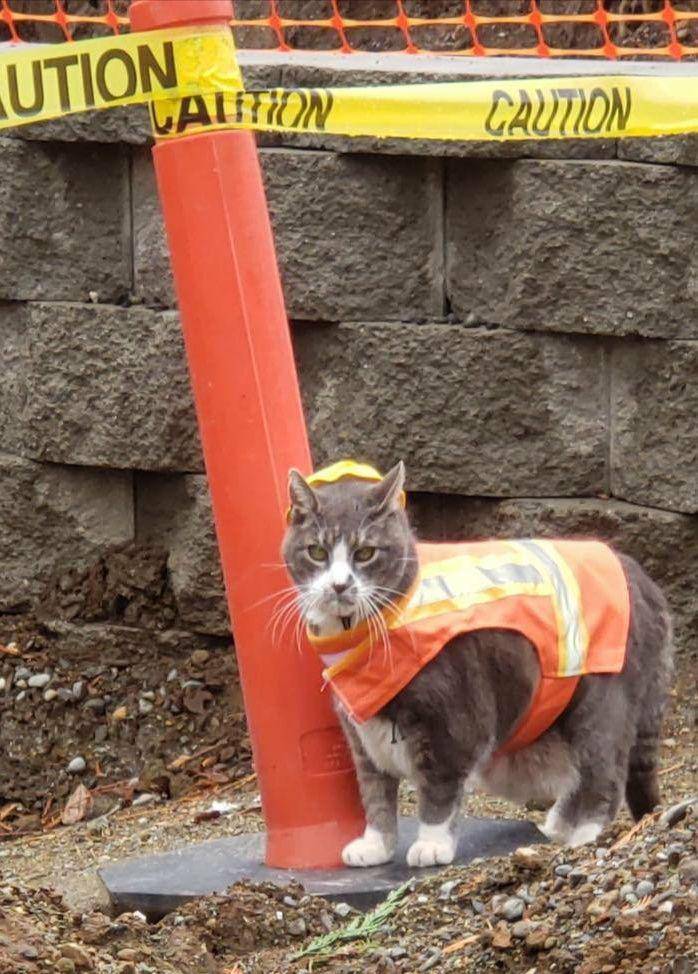 potret lucu kucing teknisi (twitter.com/CatWorkers)
