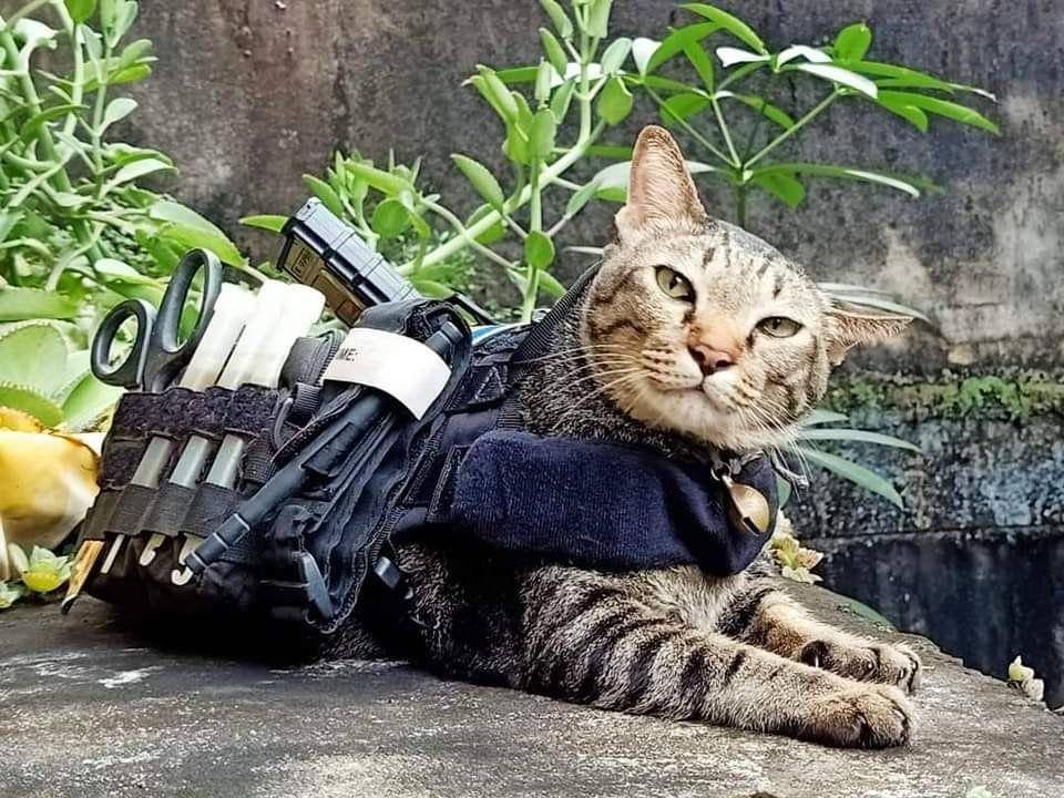 potret lucu kucing teknisi (twitter.com/CatWorkers)