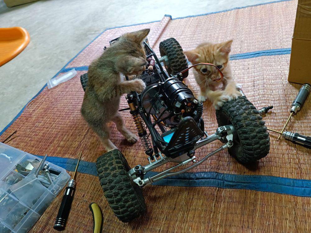 potret lucu kucing teknisi (twitter.com/CatWorkers)