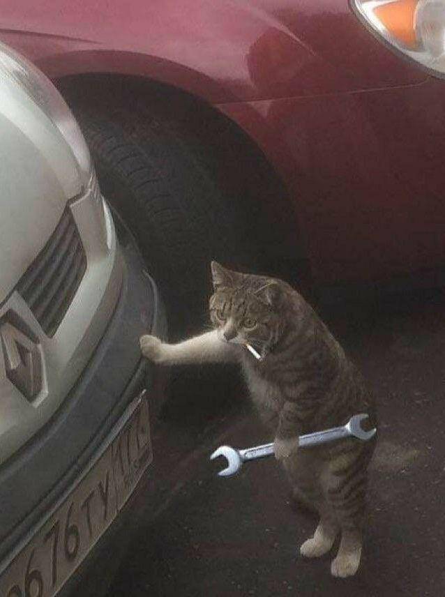 potret lucu kucing teknisi (twitter.com/CatWorkers)