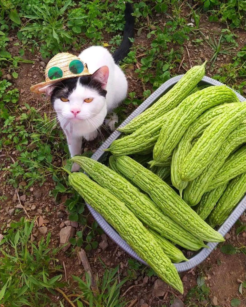 ilustrasi kucing menjadi petani (twitter.com/CatWorkers)