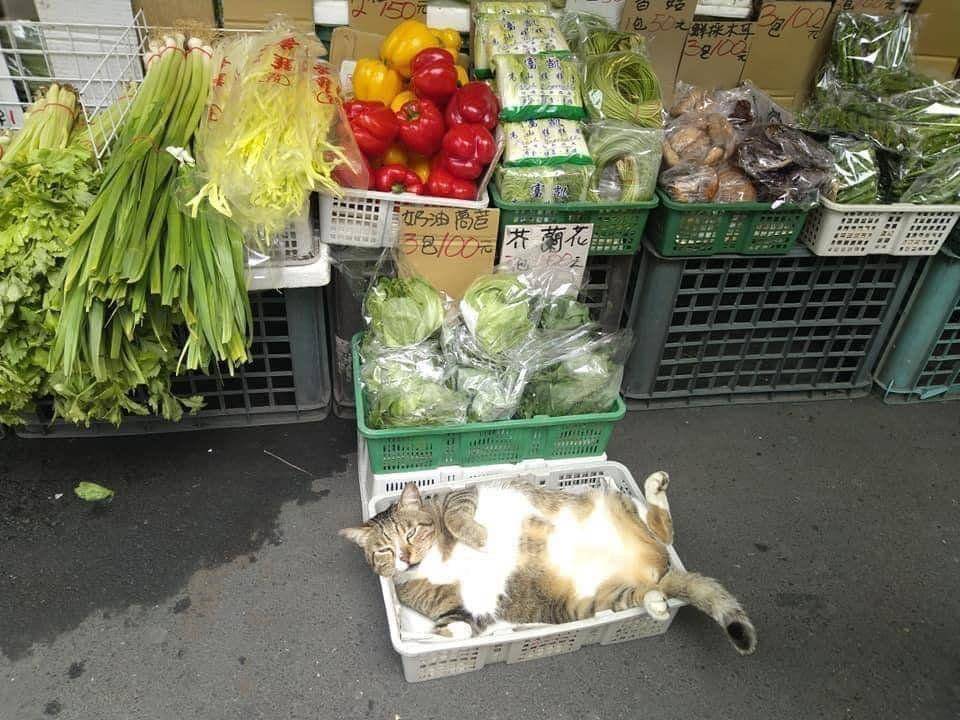 ilustrasi kucing menjadi petani (twitter.com/CatWorkers)