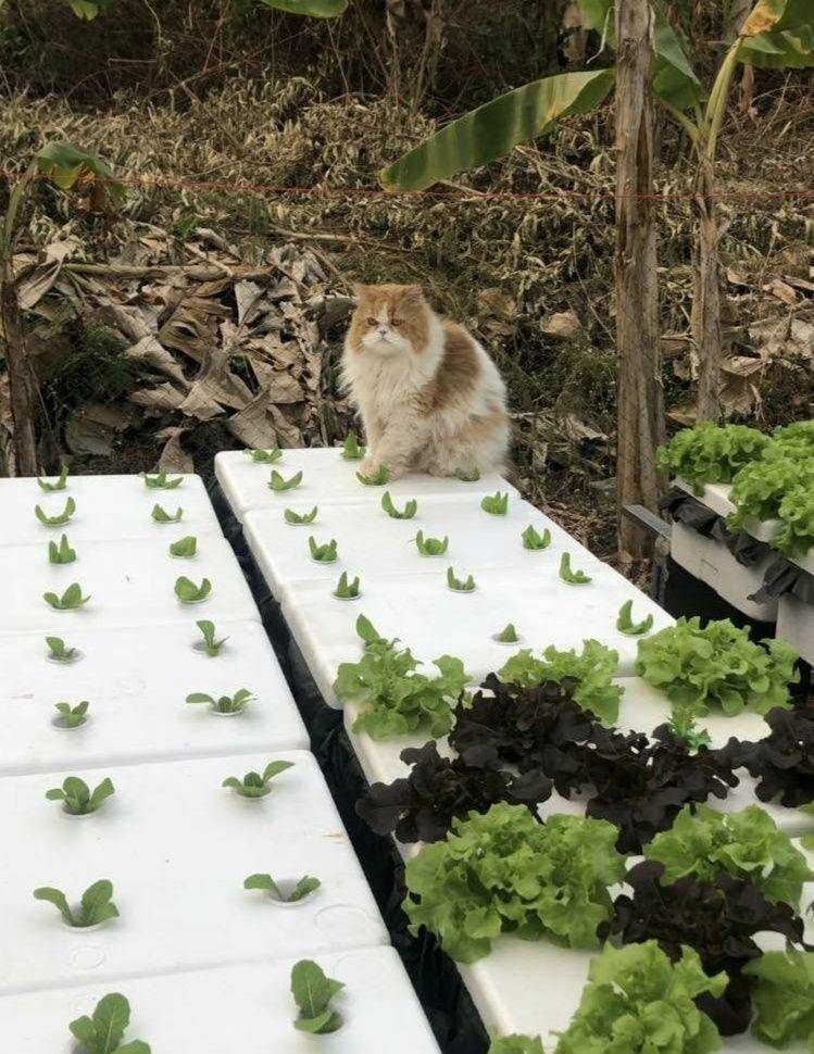 ilustrasi lucu kucing jadi petani (twitter.com/CatWorkers)