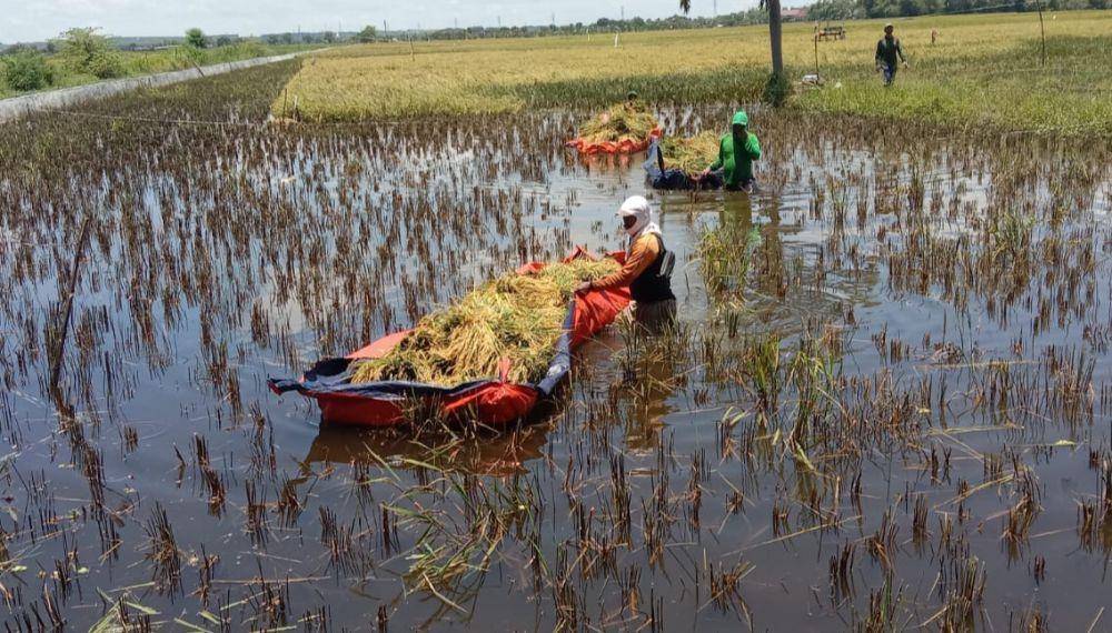Sawah Terendam Air, Petani Tuban Panen Padi Lebih Dini