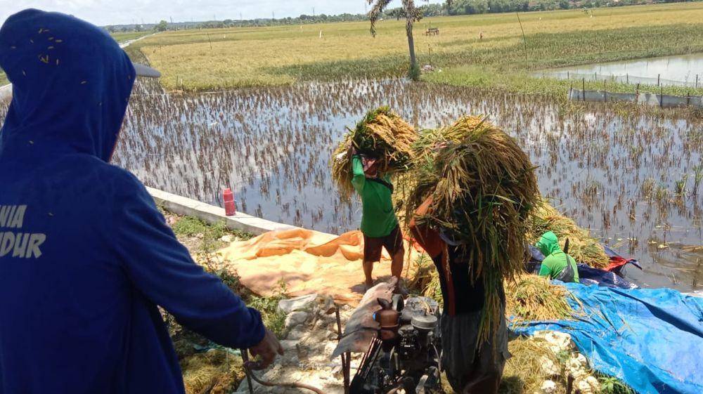 Petani asal Desa Bunut, Kecamatan Widang, Kabupaten Tuban saat memanen padi yang terendam air. IDN Times/Imron