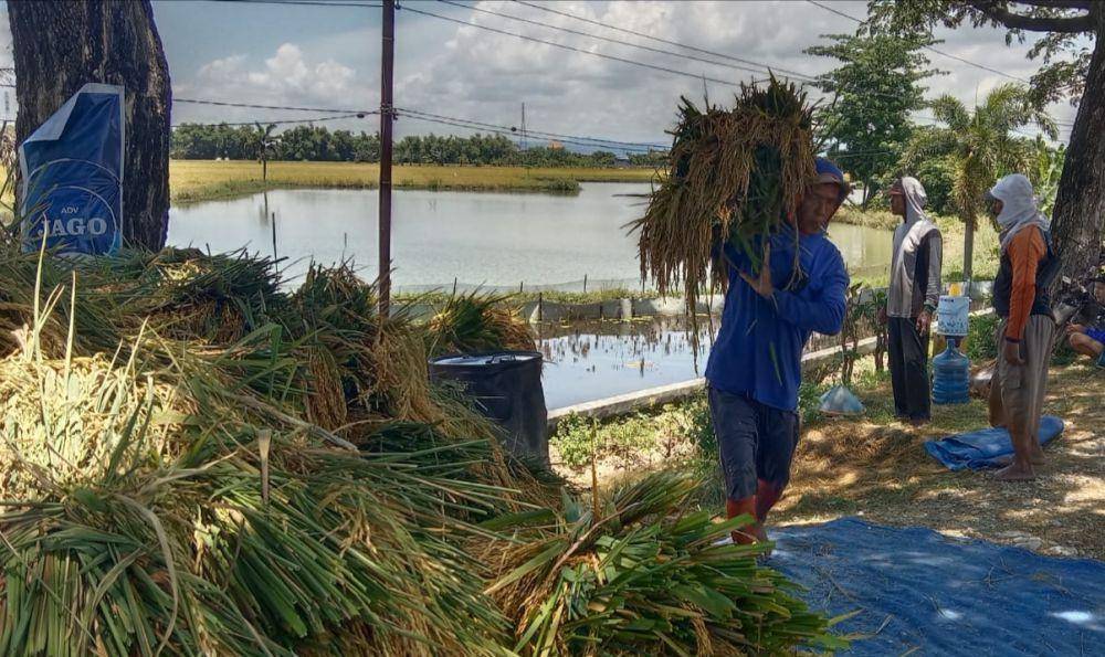Petani asal Desa Bunut, Kecamatan Widang, Kabupaten Tuban saat memanen padi yang terendam air. IDN Times/Imron