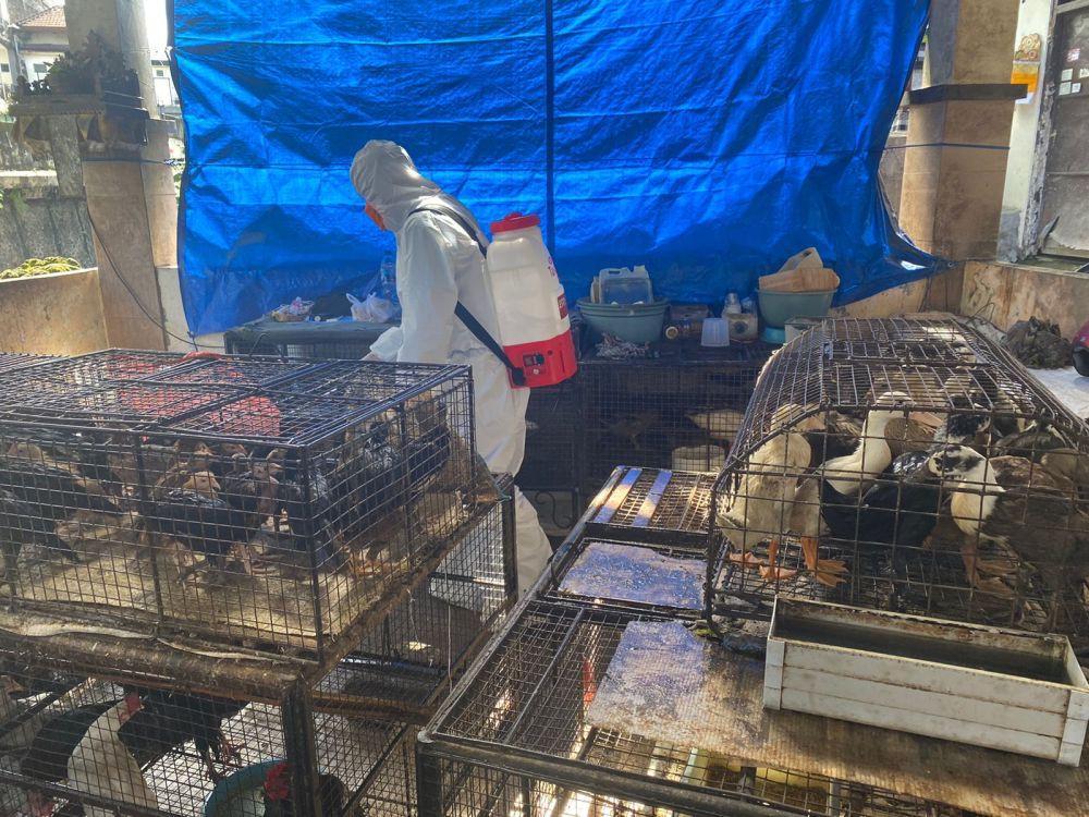 Pemkot Denpasar Antisipasi 2 Lokasi Berpotensi Penyebaran Flu Burung
