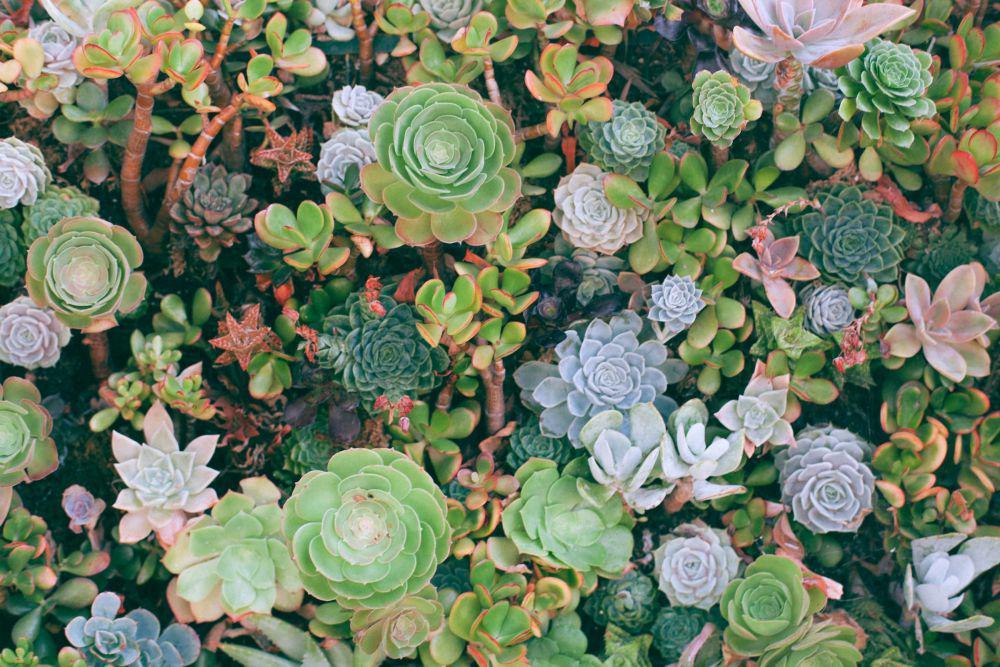 15 Jenis Sukulen untuk Mini Garden, Unik dan Indah!