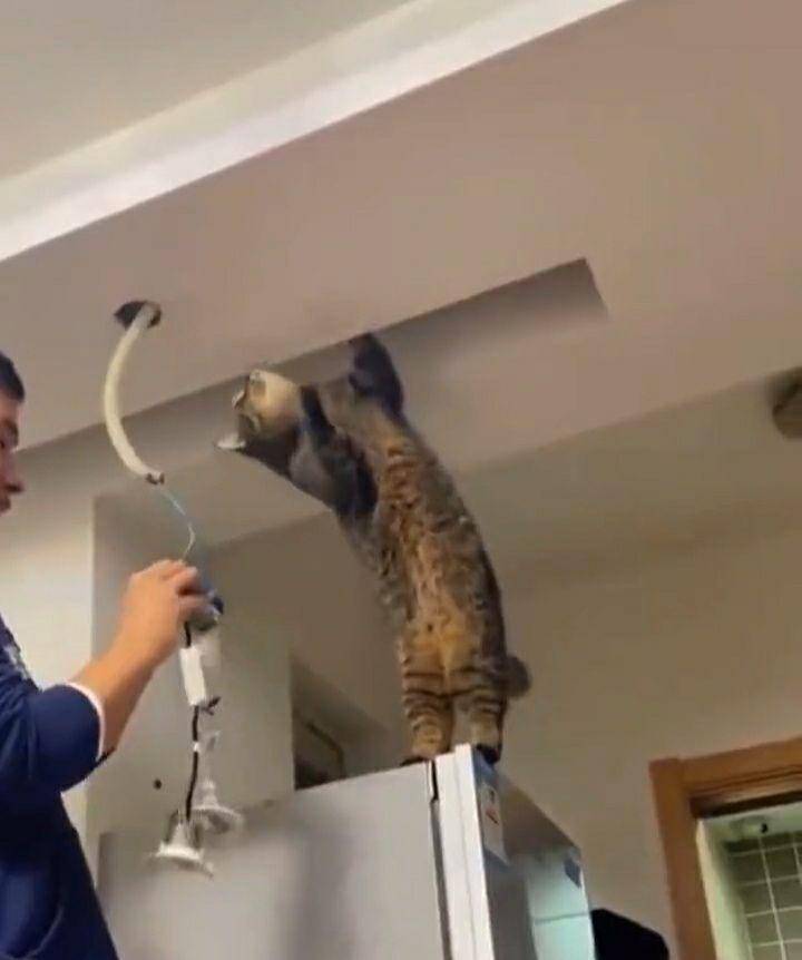 potret lucu kucing teknisi (twitter.com/CatWorkers)