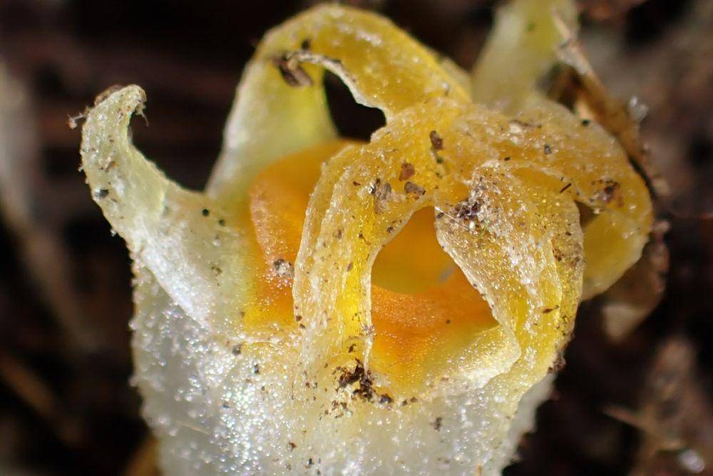 Tumbuhan lentera peri (dok. Popular Science)