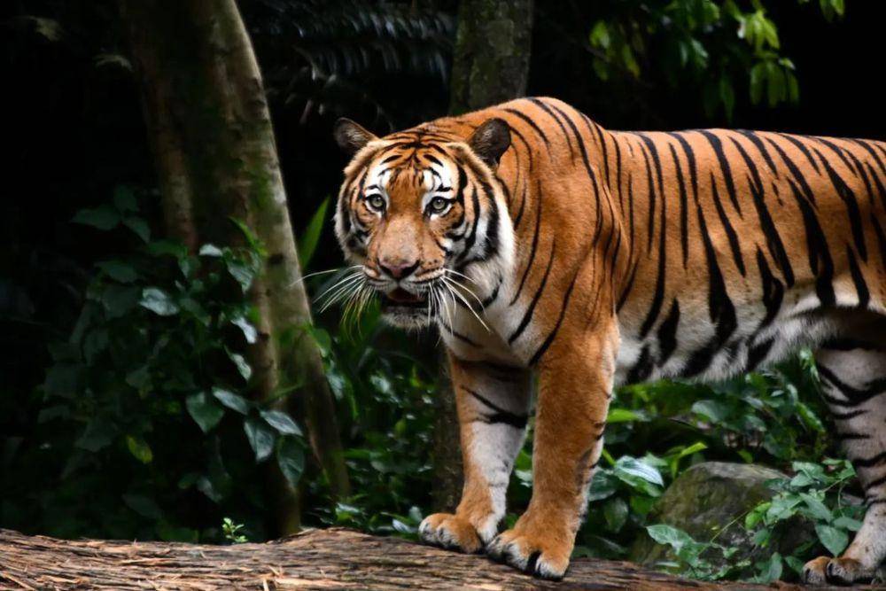 potret Singapore Zoo (instagram.com/open_kaptures)