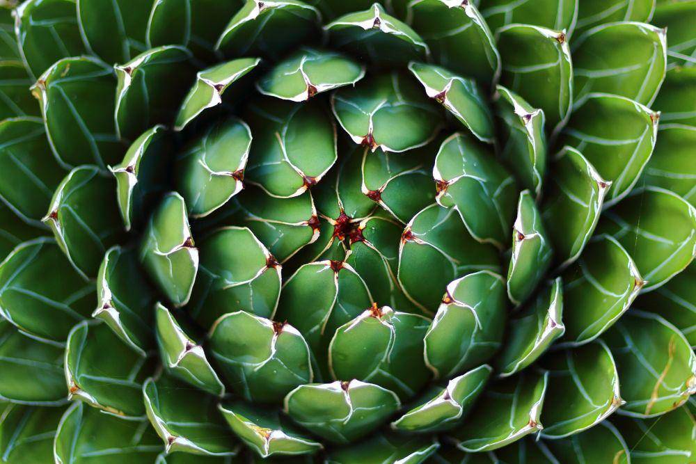 agave queen victoria (pixabay.com/ericdoubleyoo)