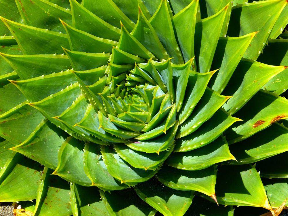 aloe polyphylla (pixabay.com/LoggaWiggler)