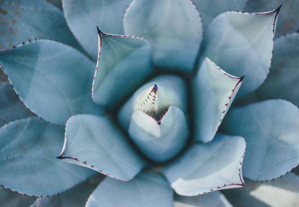 blue agave (unsplash.com/Annie Spratt)