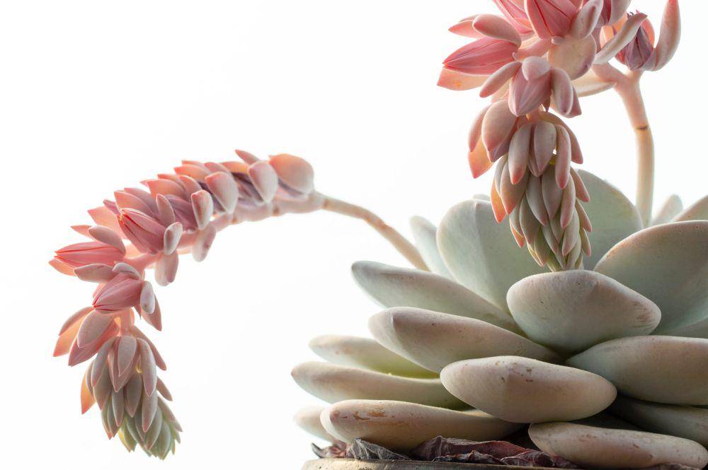 echeveria laui (unsplash.com/Braulio Gomez)