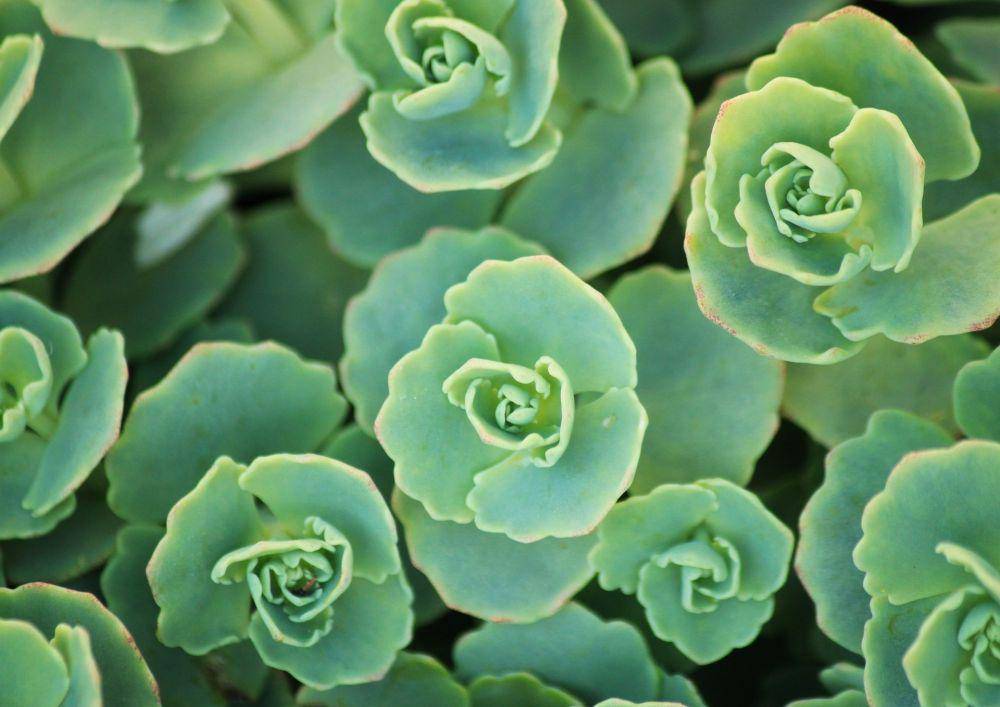 sedum sieboldii (pixabay.com/Anja)