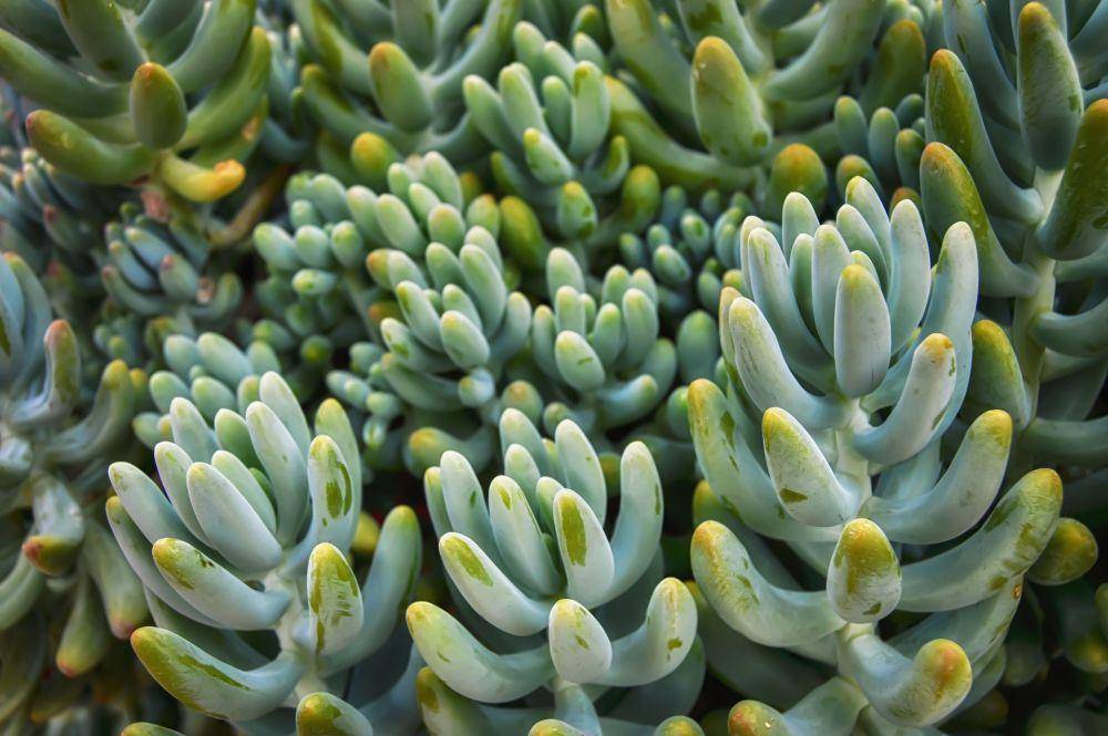 Sedum Pachyphyllum (pixabay.com/Angeles Balaguer)