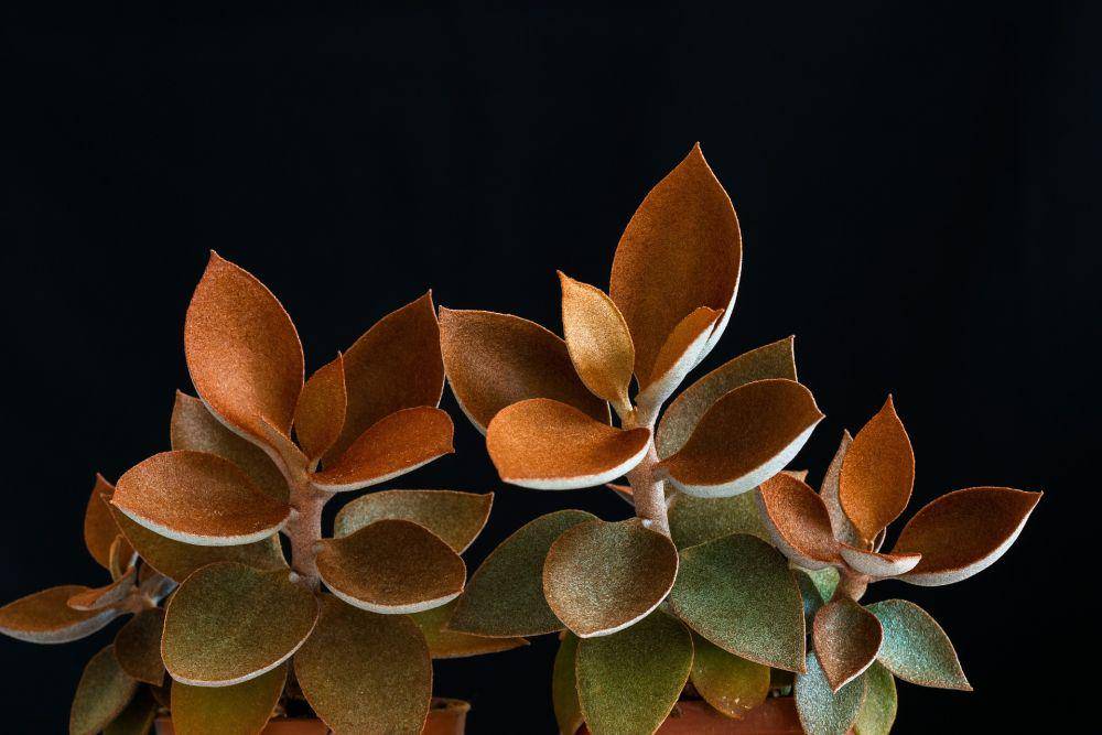 Kalanchoe Orgyalis (pixabay.com/Martin Hetto)