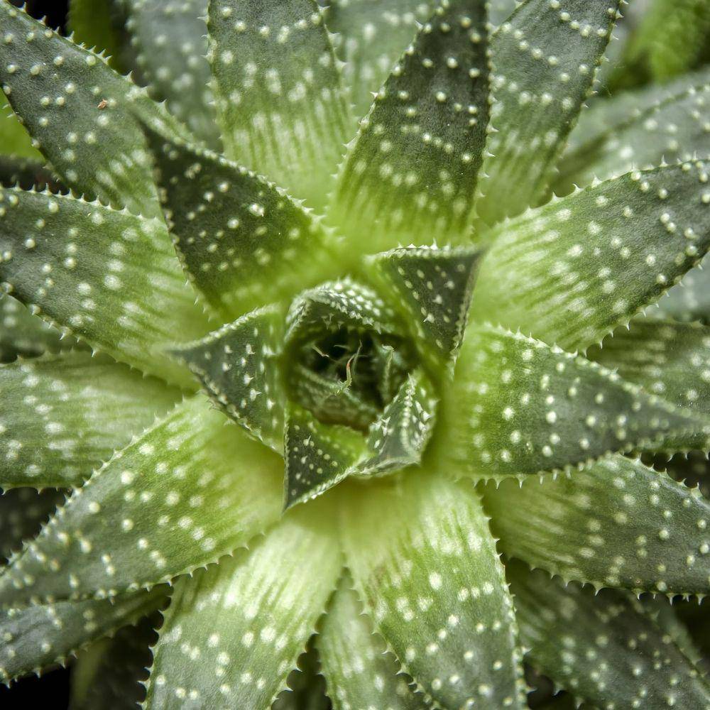 aloe aristata (pixabay.com/Foto-Rabe)