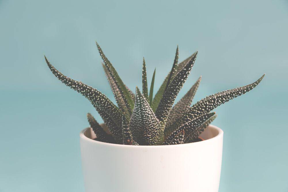 Fasctiated Haworthia (pixabay.com/Ylanite Koppens)