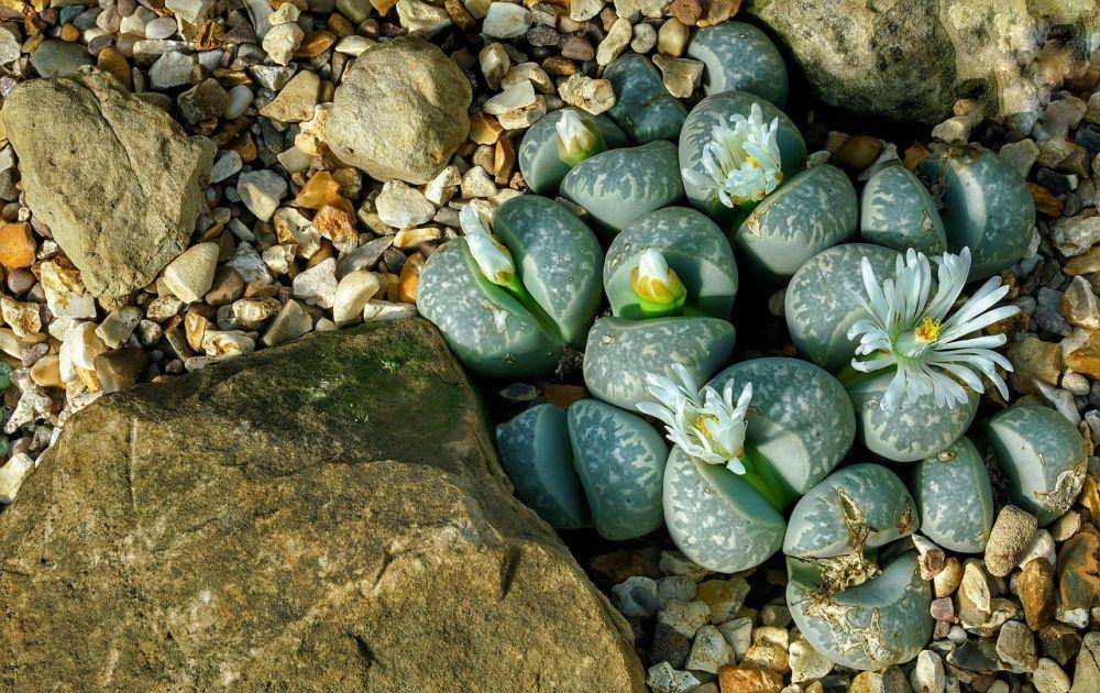 lithops (pixabay.com/Richard Mcall)