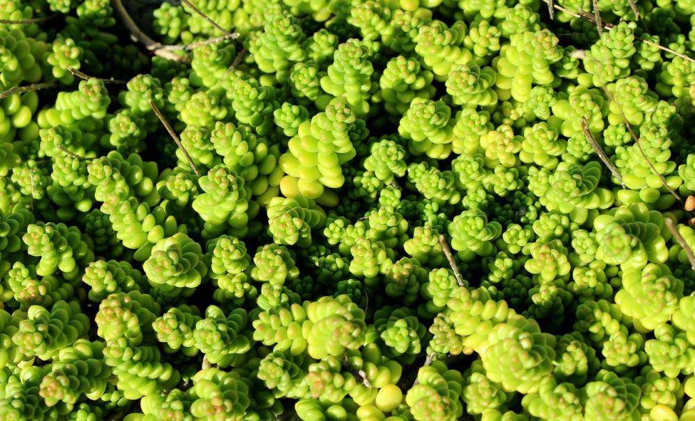 sedum lydium (pixabay.com/Alicja)