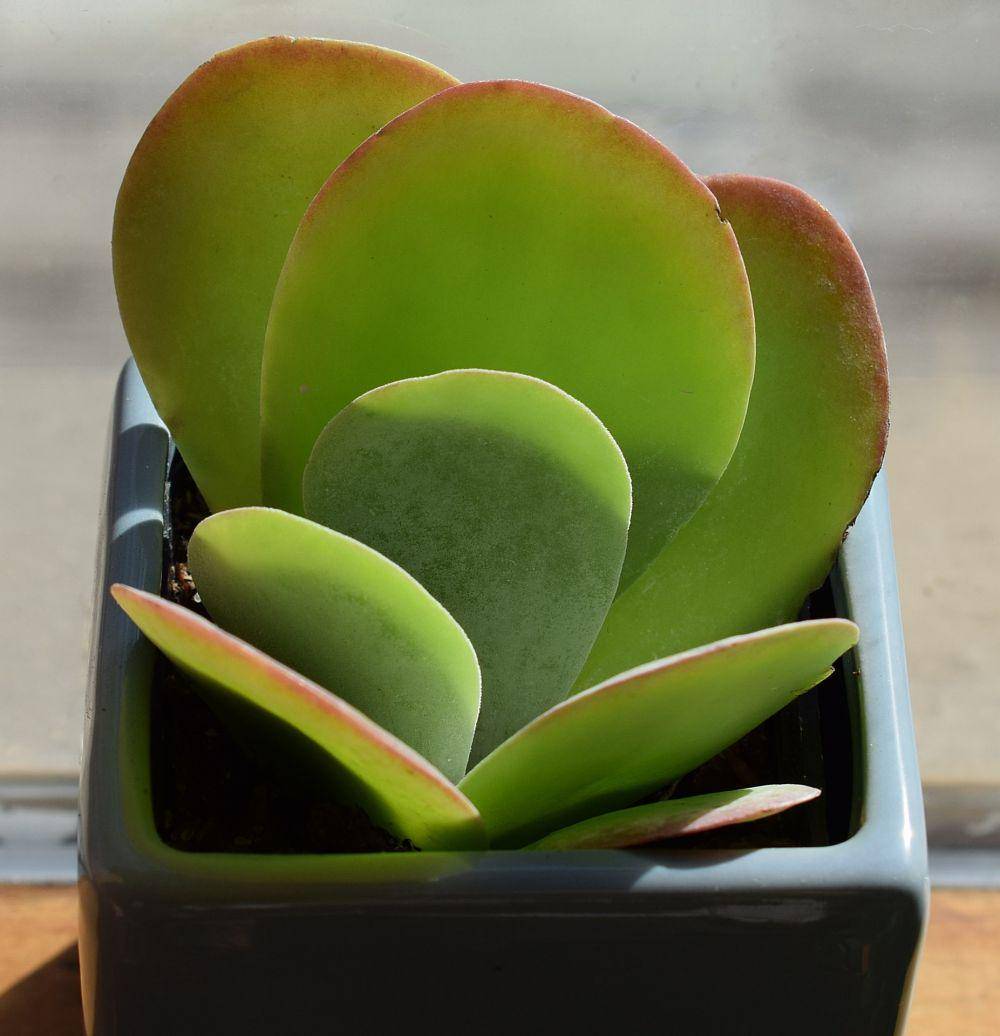 kalanchoe thyrsiflora (pixabay.com/Jan Haerer)