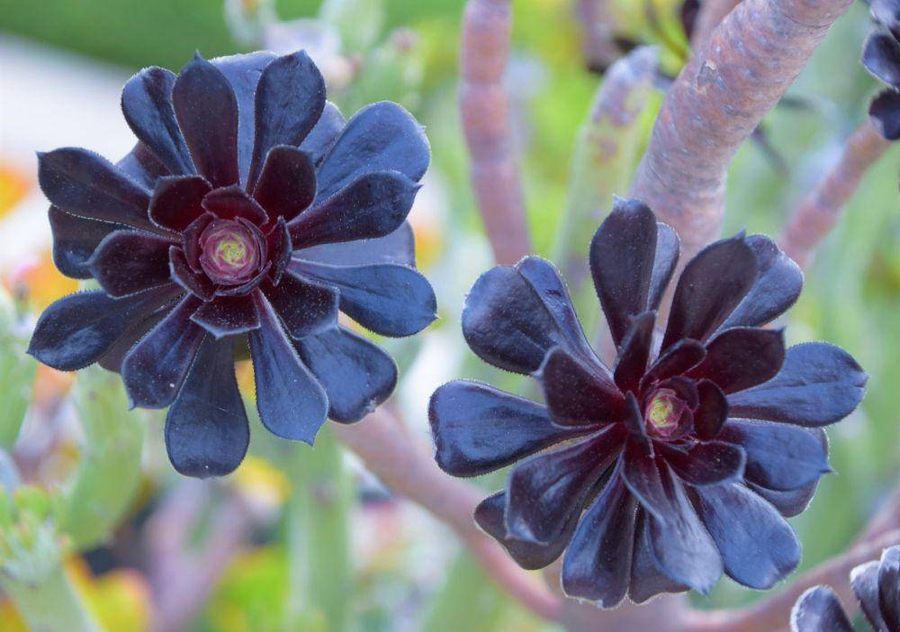 Aeonium Arboreum (pixabay.com/Deborah Windham)