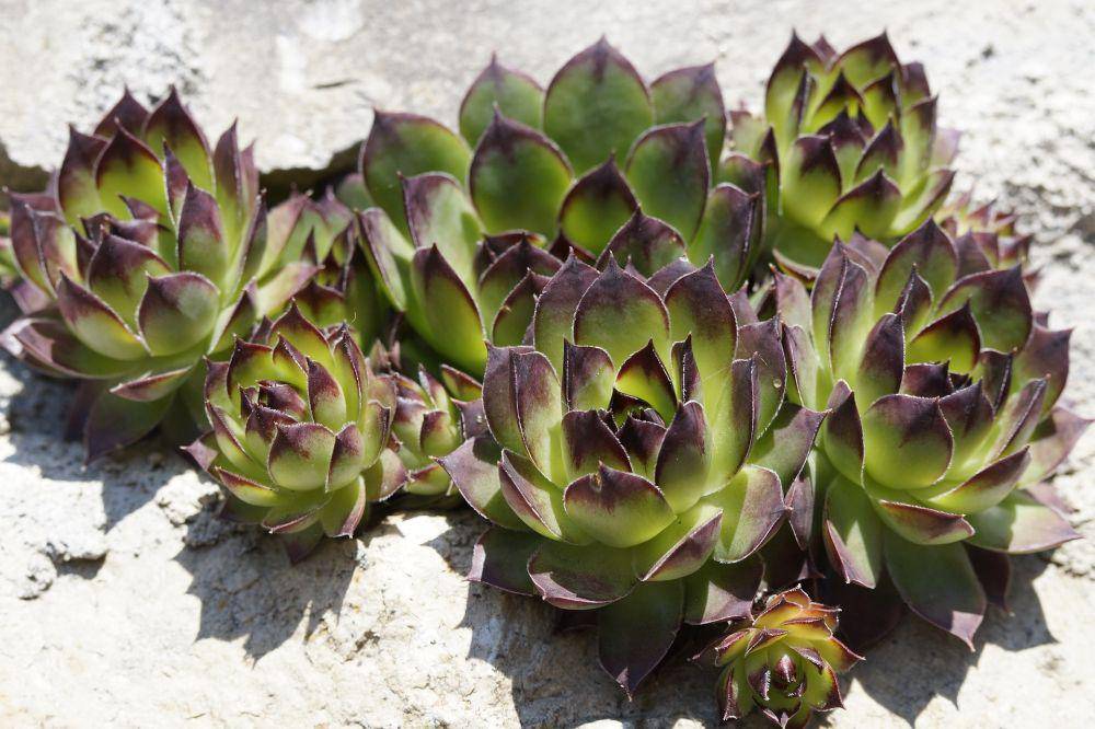 Sempervivum Reinhard (pixabay.com/M W)