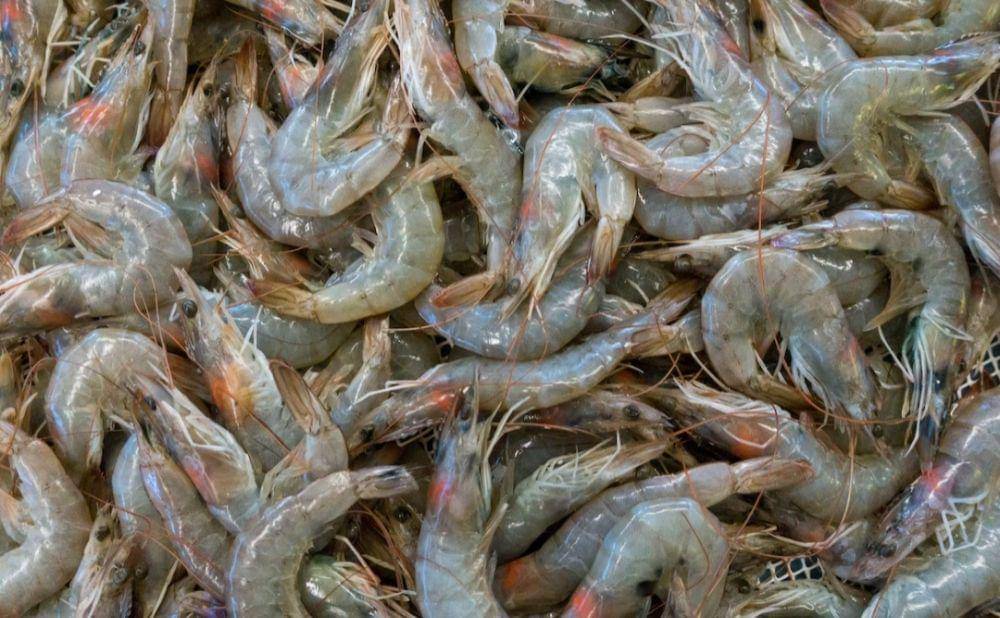 ilustrasi udang (unsplash.com/Etienne Girardet)