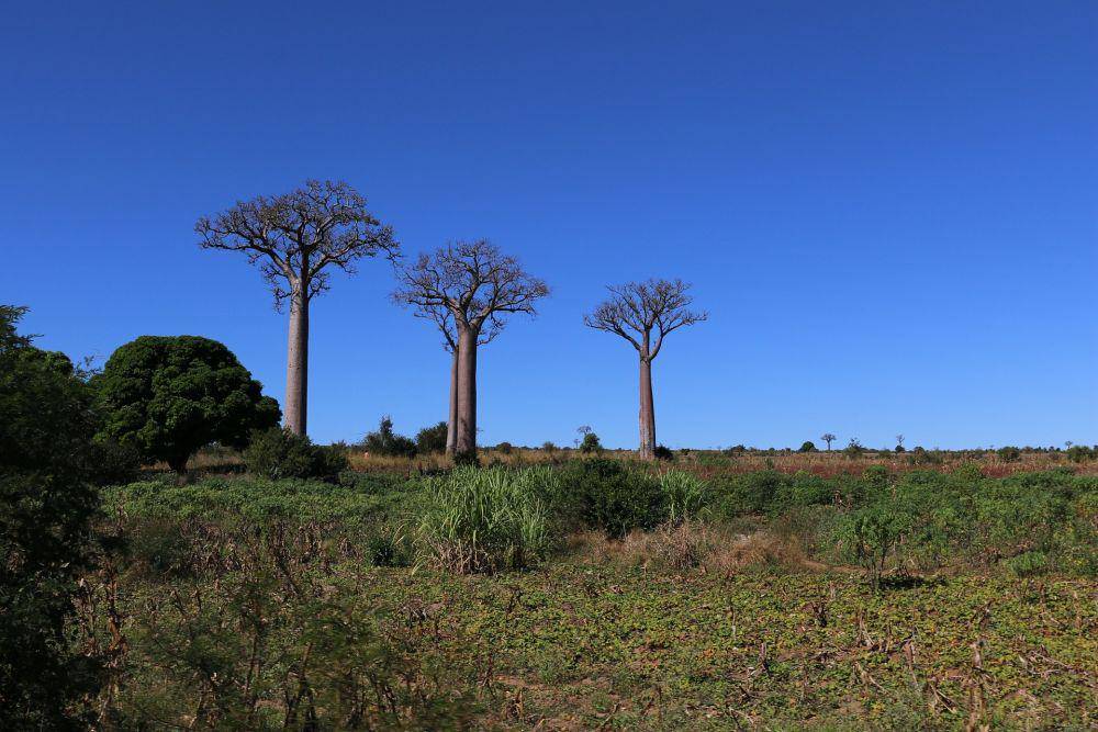 Baobab Tree (pixabay.com/Jean-Philippe Déranlot)