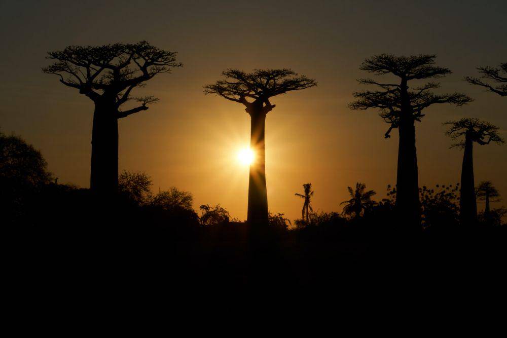 Baobab Tree (unsplash.com/Dmitrii Zhodzishskii)