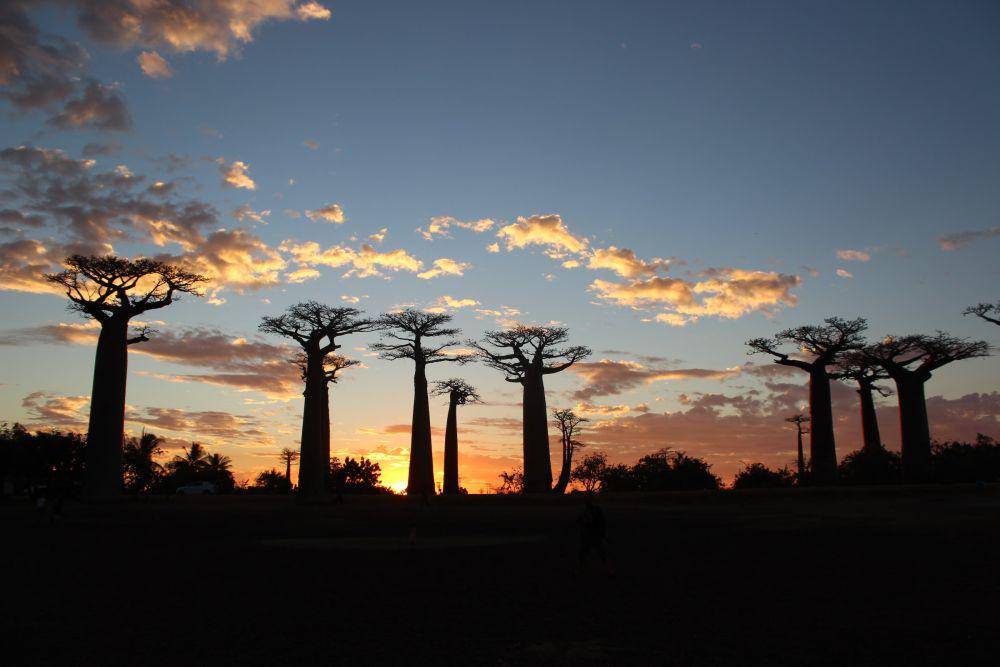 Baobab Tree (unsplash.com/gemmmm 🖤)