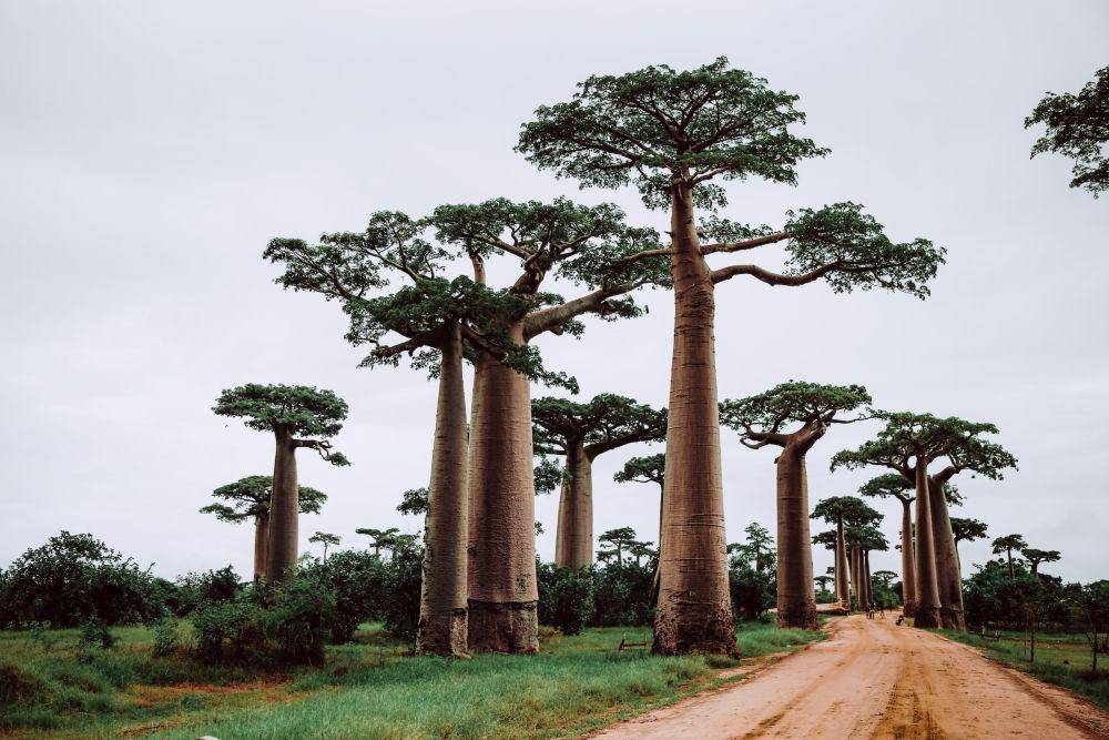 Baobab Tree (unsplash.com/Graphic Node)