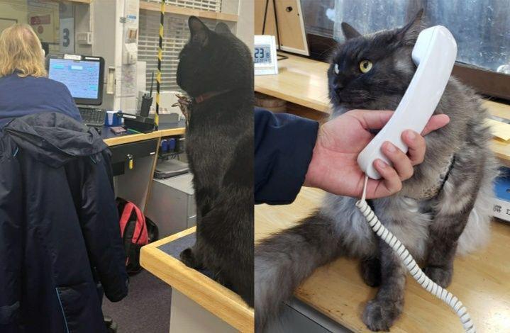 Kolase potret lucu kucing jadi atasan hooman. (twitter.com/CatWorkers)