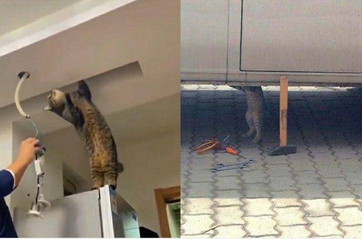 kolase potret lucu kucing teknisi (twitter.com/CatWorkers)