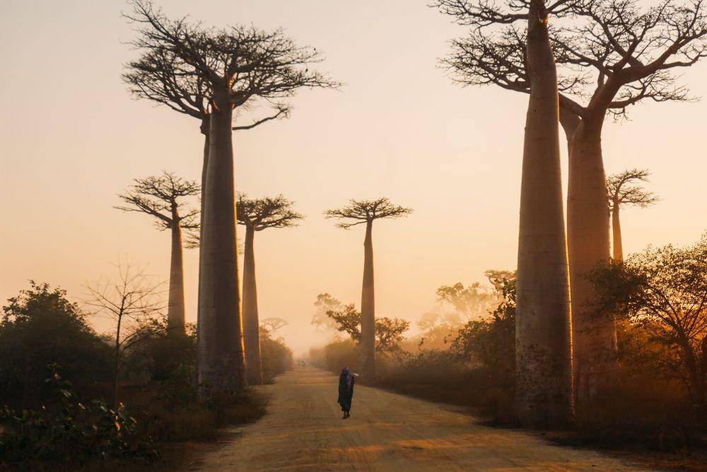 Baobab Tree (unsplash.com/Yasmine Arfaoui)