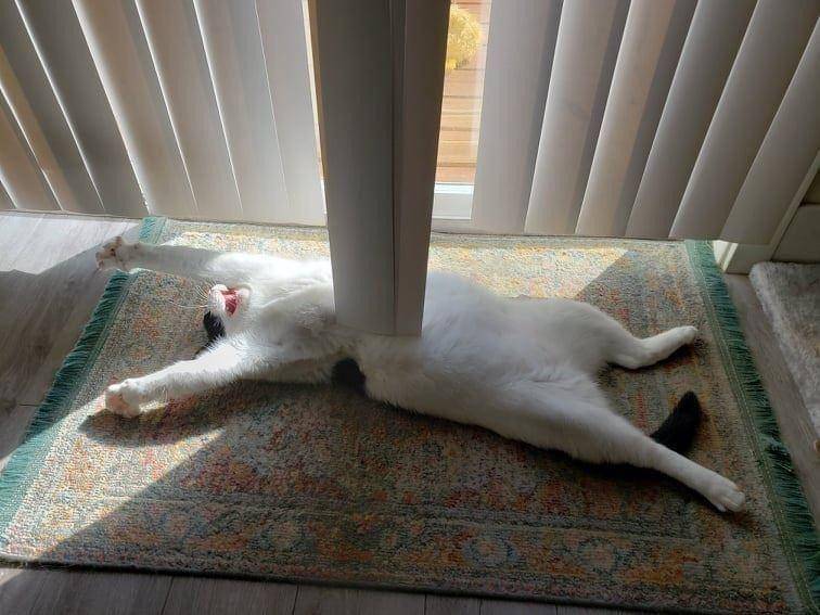 potret kucing ngelakuin hal yang membingungkan (reddit.com/user/osogood)