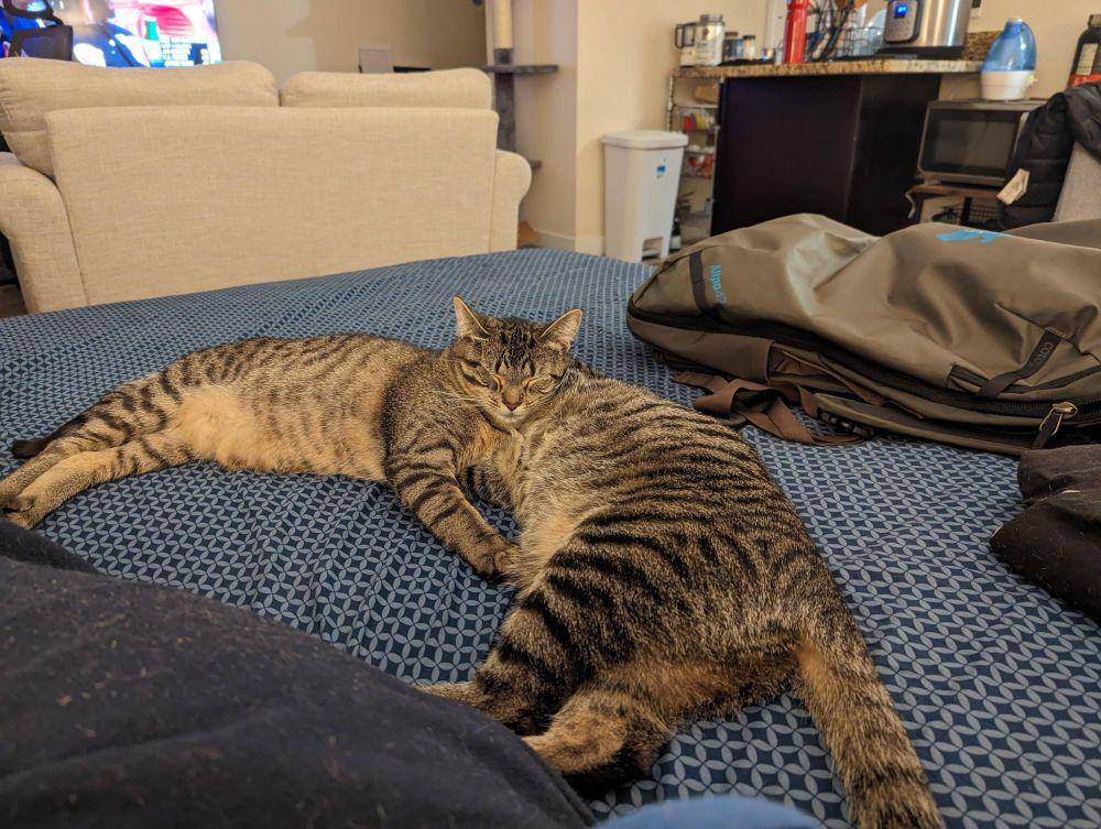 potret kucing ngelakuin hal yang membingungkan (reddit.com/user/uchiha_building)