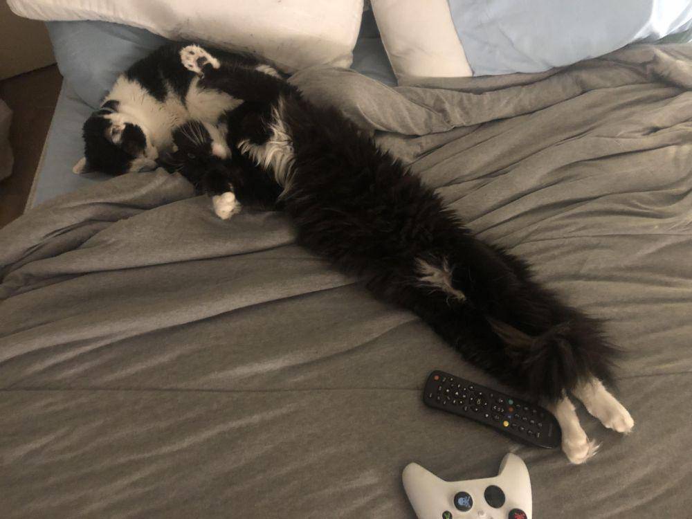 potret kucing ngelakuin hal yang membingungkan (reddit.com/user/yourpoopstinks)
