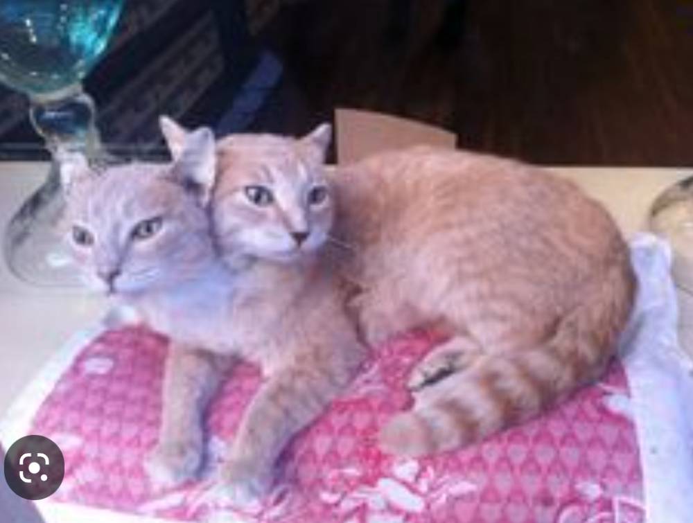 potret kucing ngelakuin hal yang membingungkan (reddit.com/user/Blonde-Tabby)