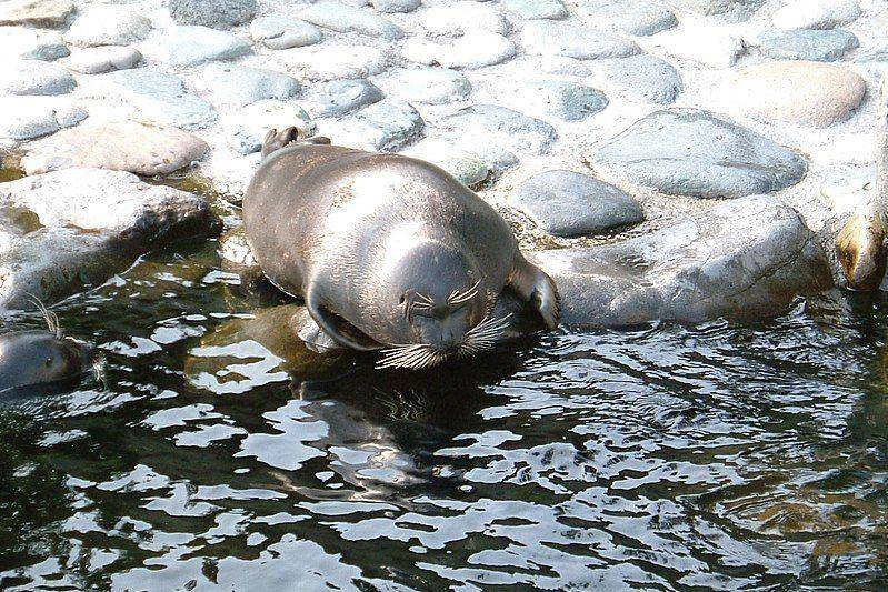 anjing laut baikal di tepi air (commons.wikimedia.org/Uryah)
