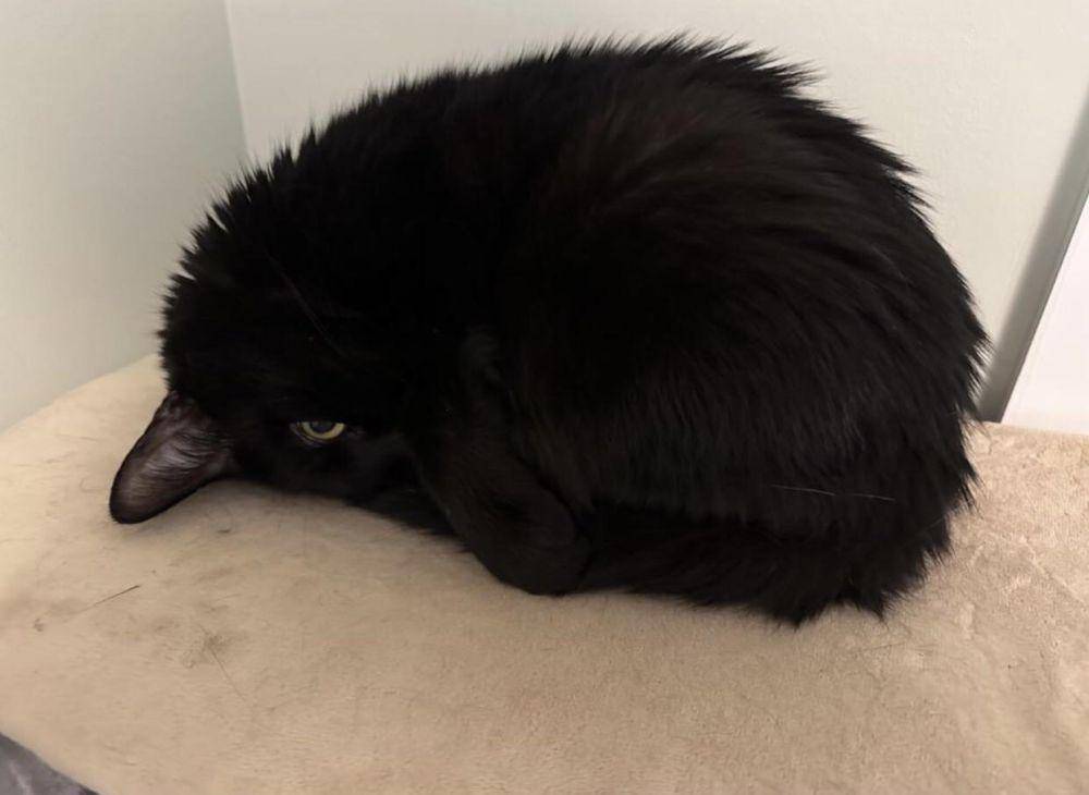 potret kucing ngelakuin hal yang membingungkan (reddit.com/user/THEULTRAVIOLENTDROOG)
